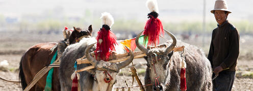 Heiliger Weg nach Tibet