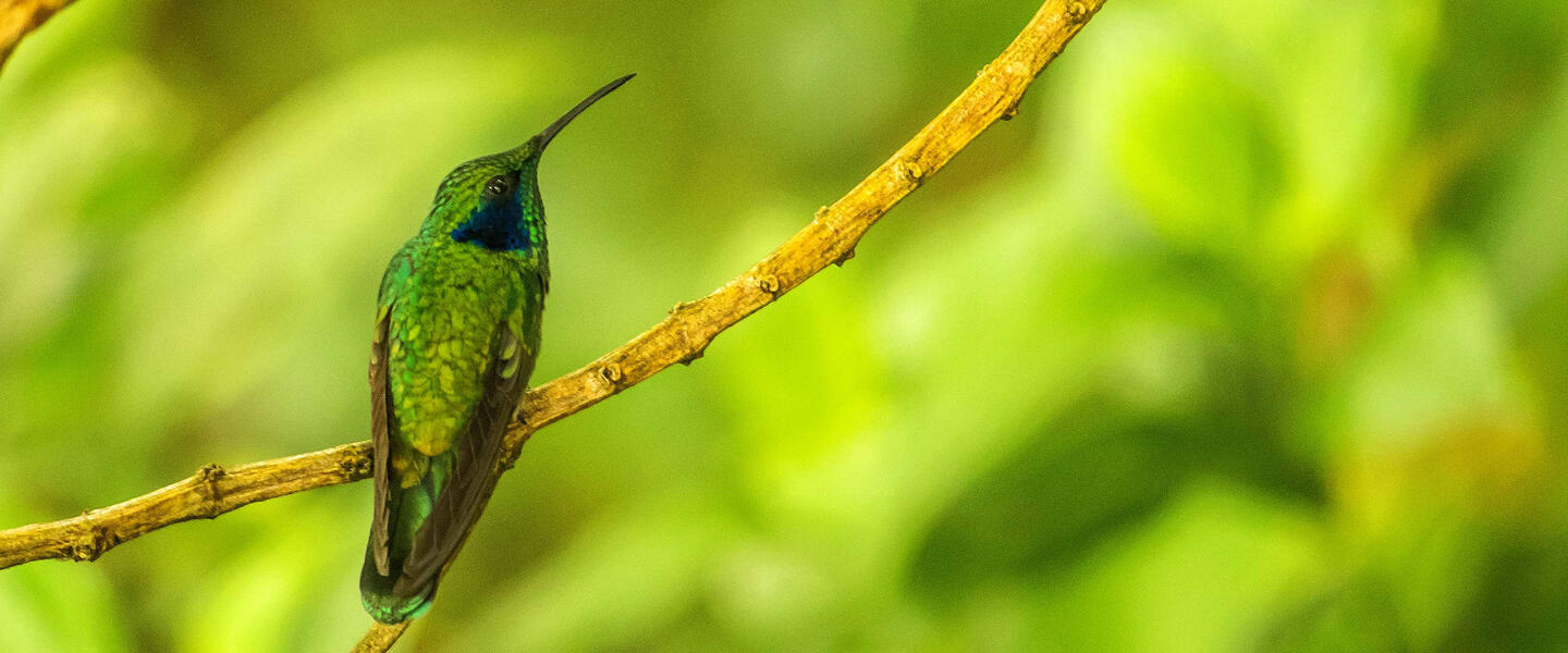 Auf den Spuren der Naturschätze Costa Ricas