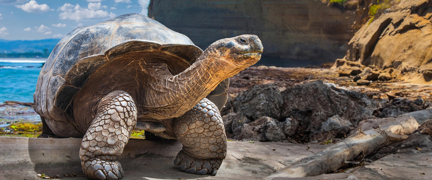 Ecuador und Galápagos zum Kennenlernen