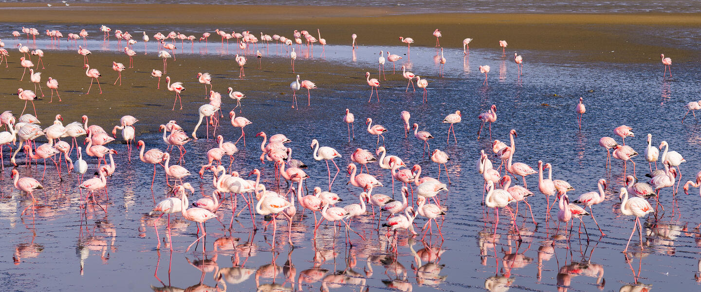 Namibia - Atlantik, Dünen und wilde Tiere