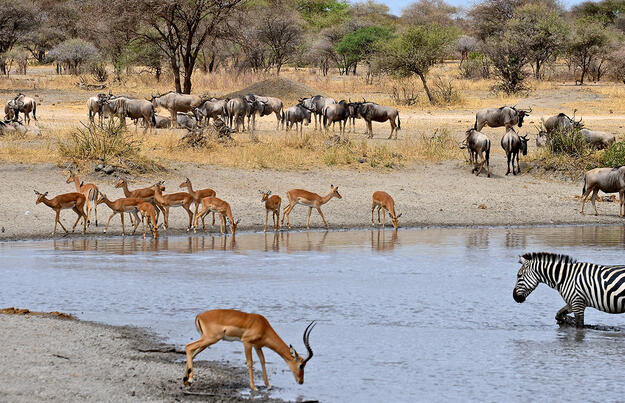 Südafrika - freie Wildnis und Indischer Ozean Südafrika - freie Wildnis und Indischer Ozean