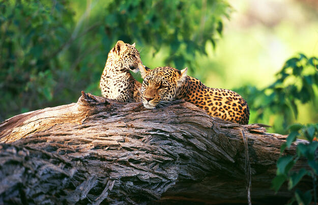 Südafrika - Naturzauber und Traditionen Südafrika - Naturzauber und Traditionen