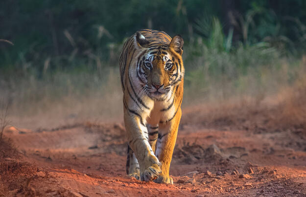 Indien - Wo die wilden Tiere wohnen Indien - Wo die wilden Tiere wohnen