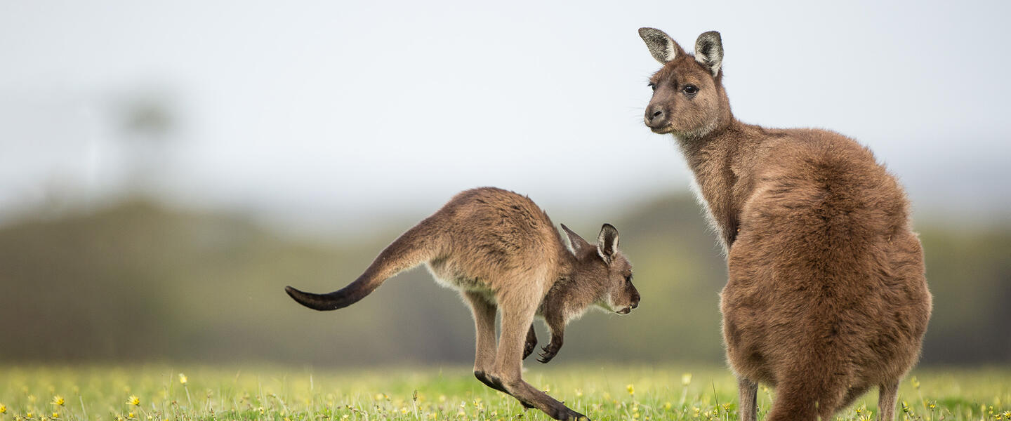 Australien - der vielseitige Kontinent