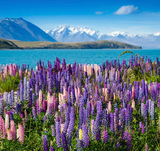 Die große Neuseelandreise Die große Neuseelandreise