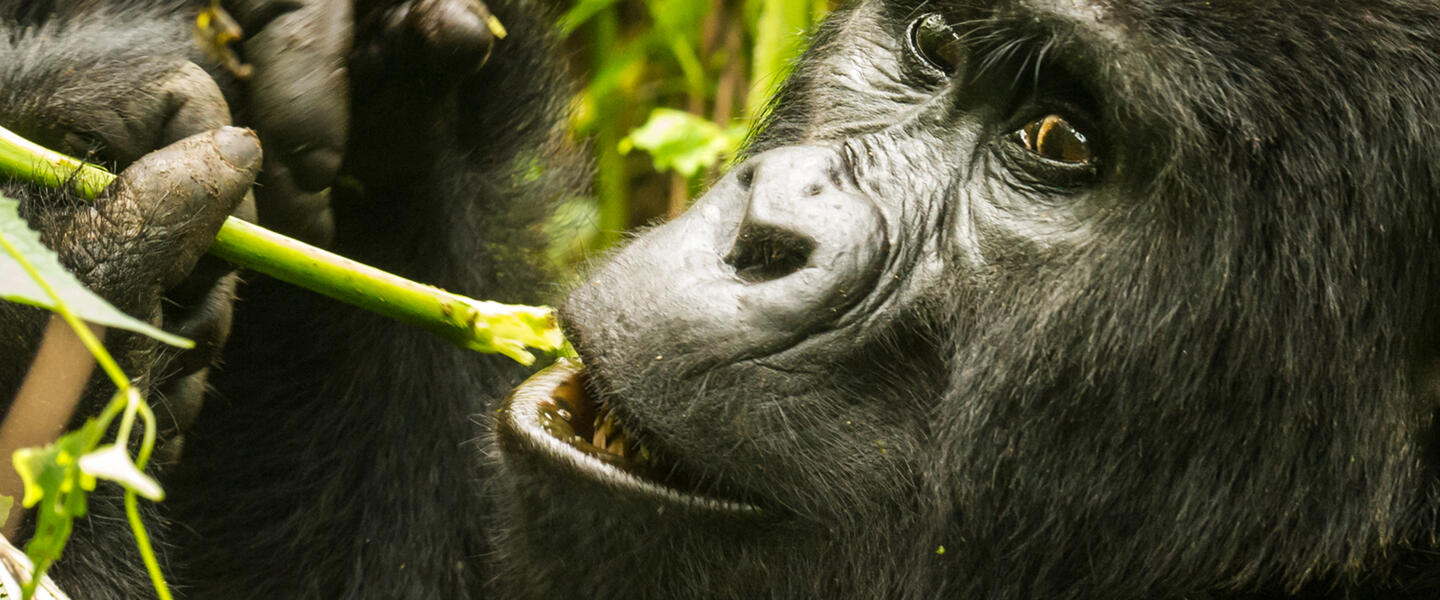 Uganda - Im Land der Berggorillas