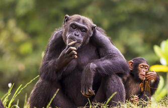 Uganda - Im Land der Berggorillas