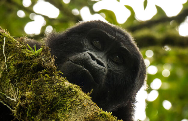 Uganda und Sansibar - vom Land der Berggorillas nach Sansibar Uganda und Sansibar - vom Land der Berggorillas nach Sansibar