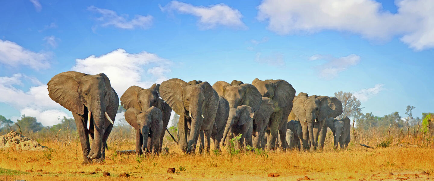 Südafrika, Simbabwe und Botswana