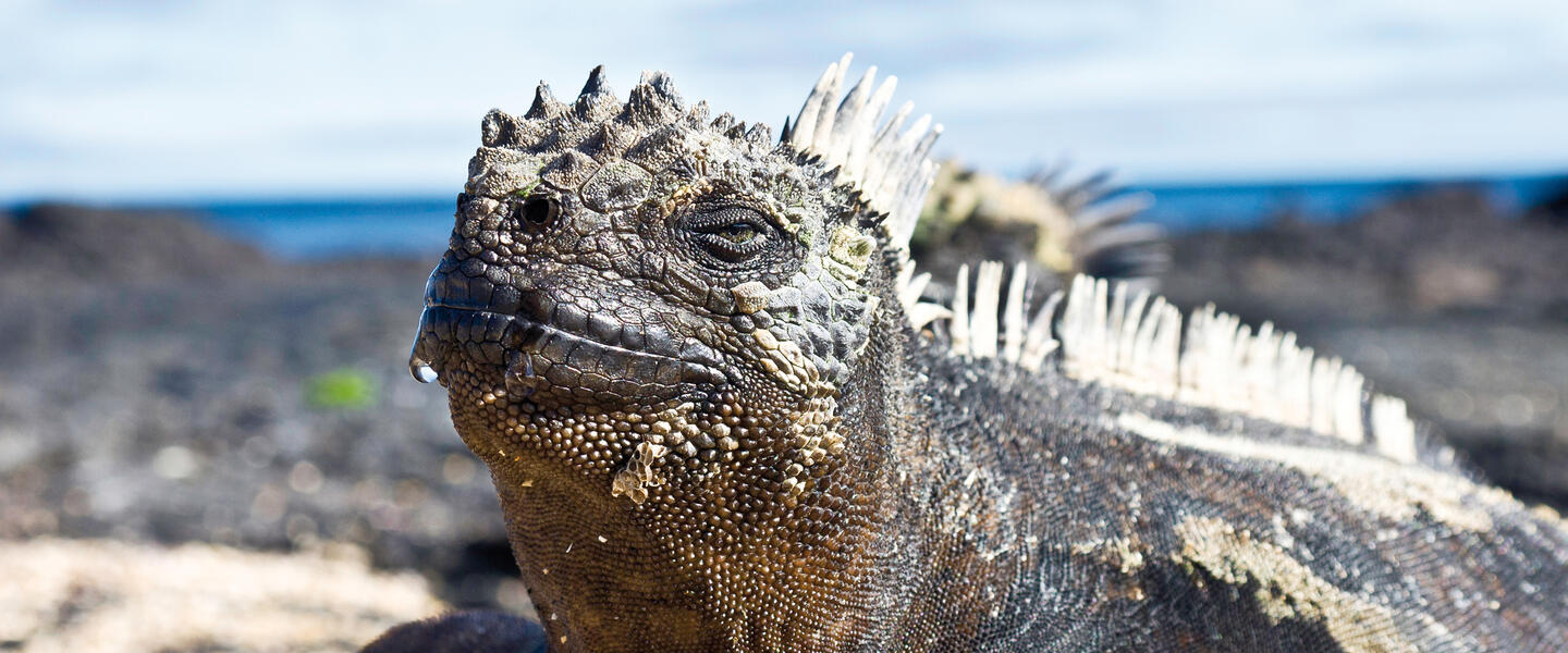 Galápagos auf die bequeme Art