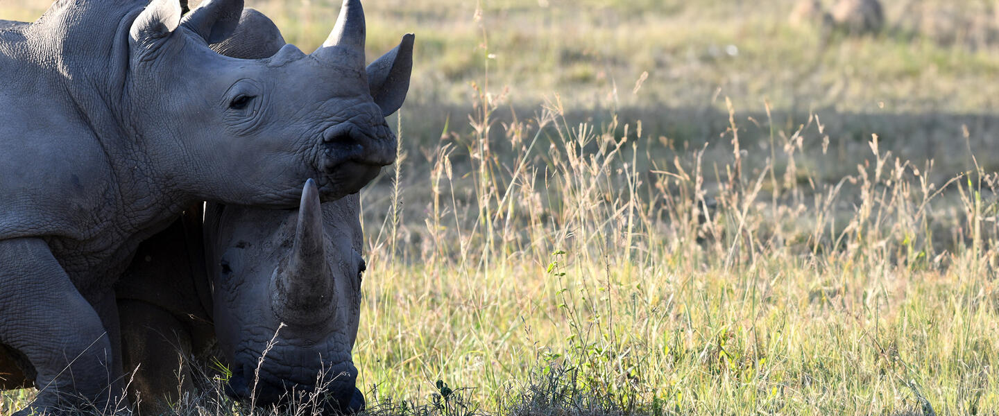 Kenia ─ grenzenloses Tierparadies