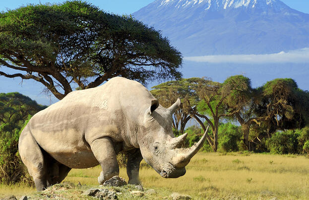 Kenia und Tansania - Endlose Savannen am Fuße des Kilimanjaro Kenia und Tansania - Endlose Savannen am Fuße des Kilimanjaro