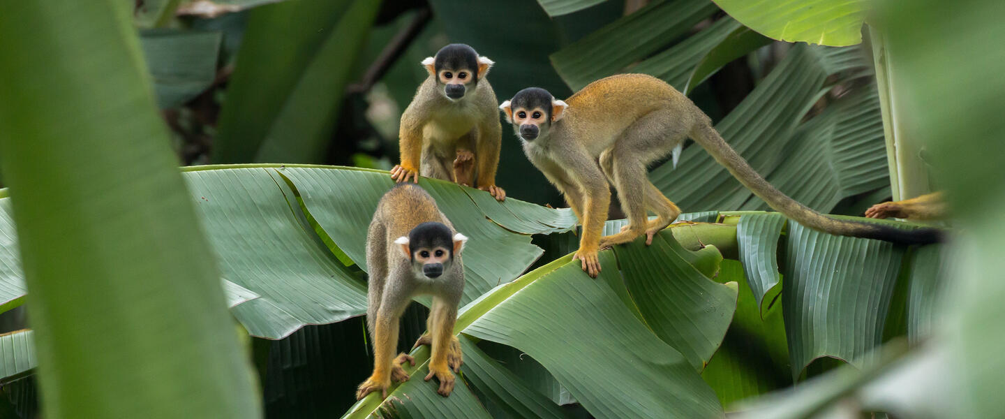 Posada Amazonas ─ Erlebnis Regenwald