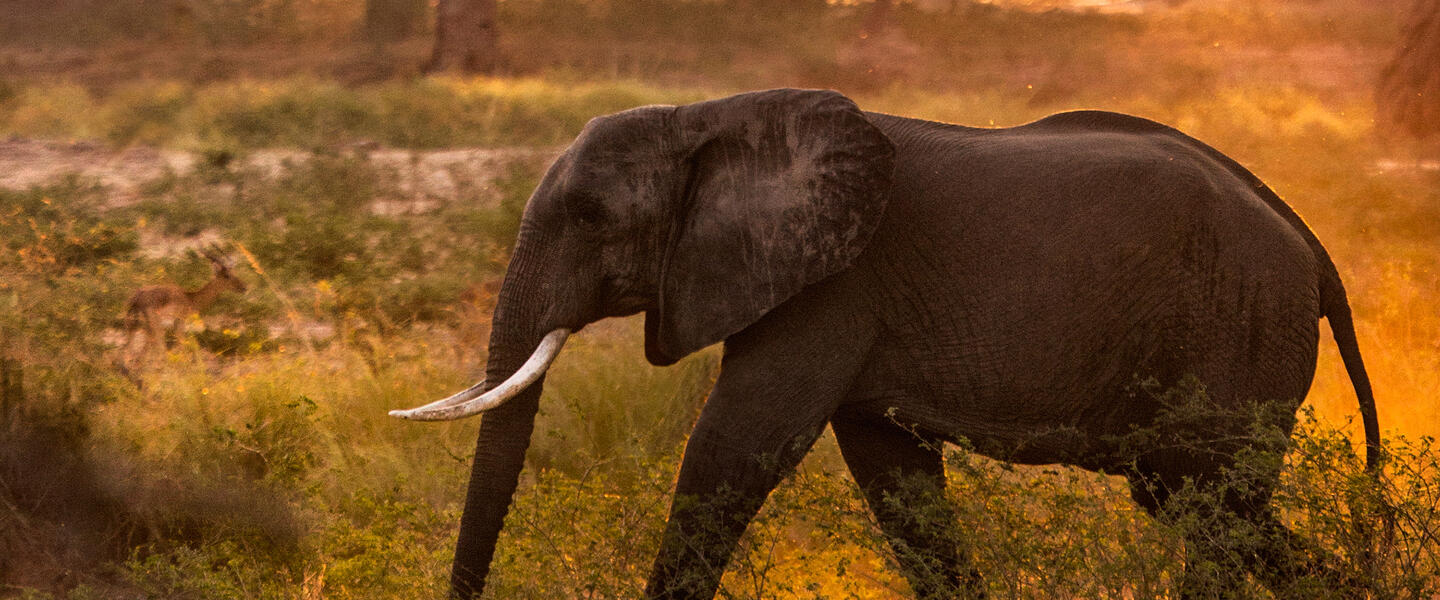 Victoria Falls und Chobe Nationalpark