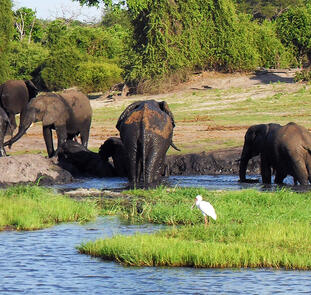 Victoria Falls und Chobe Nationalpark Victoria Falls und Chobe Nationalpark