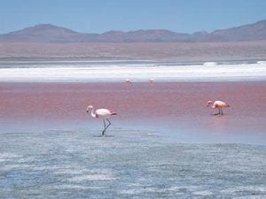 Rundreise Bolivien Colorada Lagune