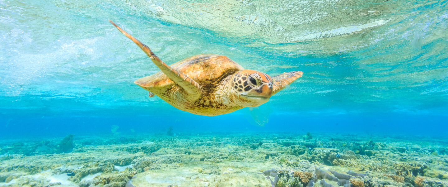 Great Barrier Reef