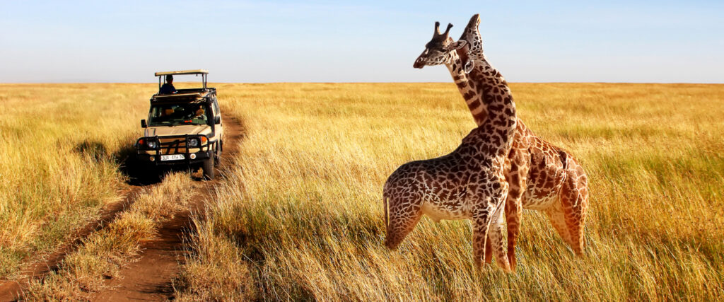 Wilde Giraffen in Tanzania | Gebeco