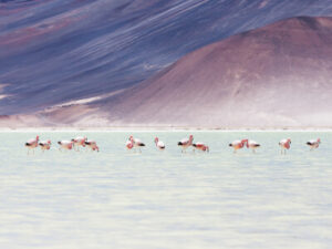 Flamingos in der Atacama in Chile | Gebeco