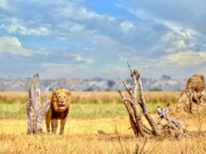 Ein Löwe im Chobe Nationalpark in Botswana | Gebeco