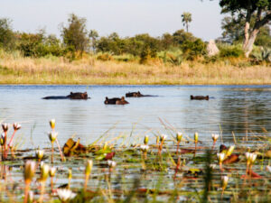 Flusspferde im Okavango Delta in Botswana | Gebeco