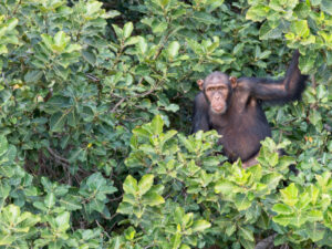 Schimpanse im Nationalpark in Gambia | Gebeco