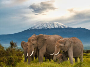 Elefantenherde im Amboseli Nationalpark mit dem Kilimandscharo im Hintergrund in Kenia | Gebeco