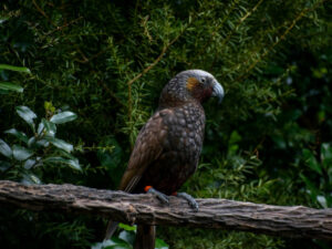 Zealandia in Neuseeland | Gebeco