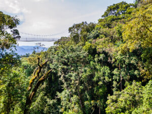 Nyungwe Wald in Ruanda | Gebeco