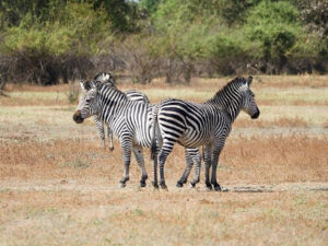 Zebras in Sambia | Gebeco