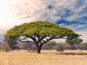 Hwange Nationalpark in Simbabwe