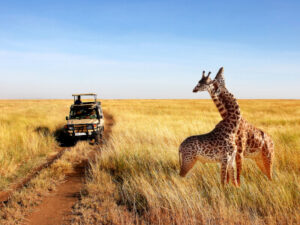 Giraffen in der Serengeti in Tansania | Gebeco