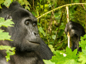 Berggorilla im Jungle von Uganda | Gebeco