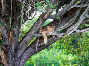 Löwe entspannt in einem Baum im Queen Elizabeth Nationalpark in Uganda | Gebeco