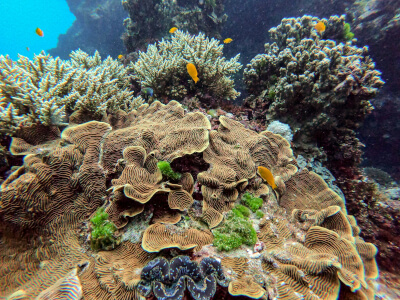 Great Barrier Reef in Australien | Gebeco